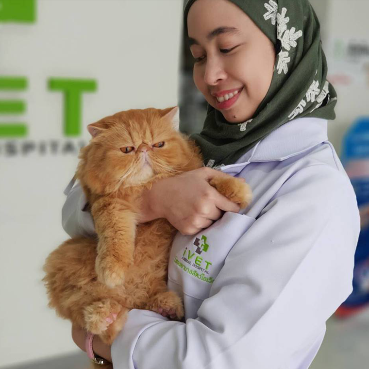 Cat clinic cheap and hospital